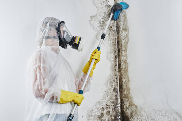 Best Attic Mold Removal  in Butler, OH