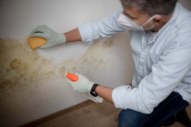 Best Fast Mold Removal  in Butler, OH