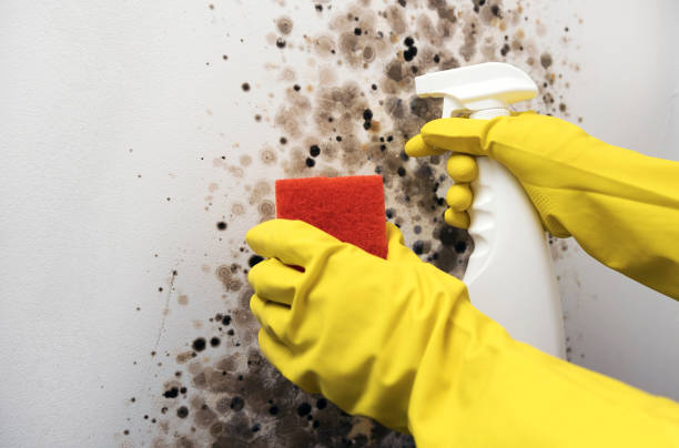 Best Mold Removal Near Me  in Butler, OH