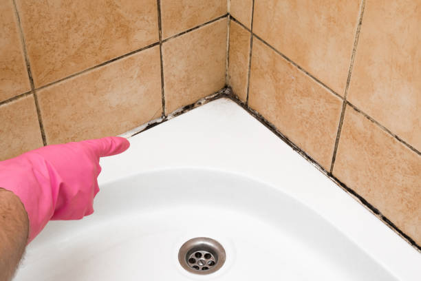 Best Commercial Mold Removal  in Butler, OH